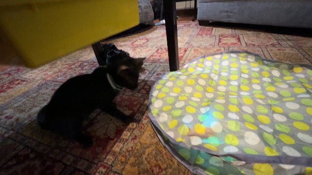 BEST Interactive Cat Toys? | Fast Rolling Ball in Pouch