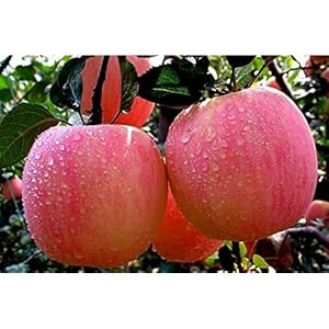 Seeds nano agramsero bonsai 50 seeds reap the delicious fruits in your easy courtyard biercetics bonsai fruitfree…