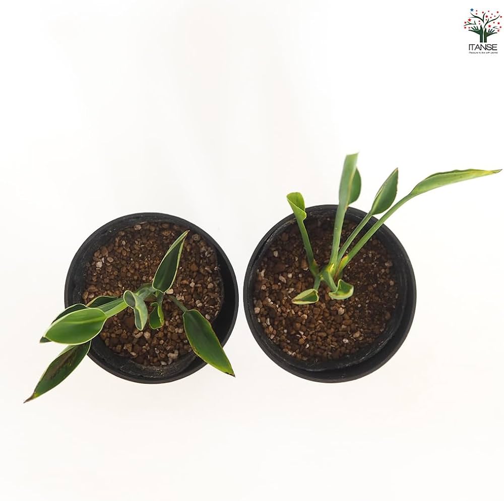 Amazon|ITANSE ストレリチア ユンケア 7号 1個売り 観葉植物 Amazon|ITANSE ストレリチア ユンケア 7号 1個売り 観葉植物