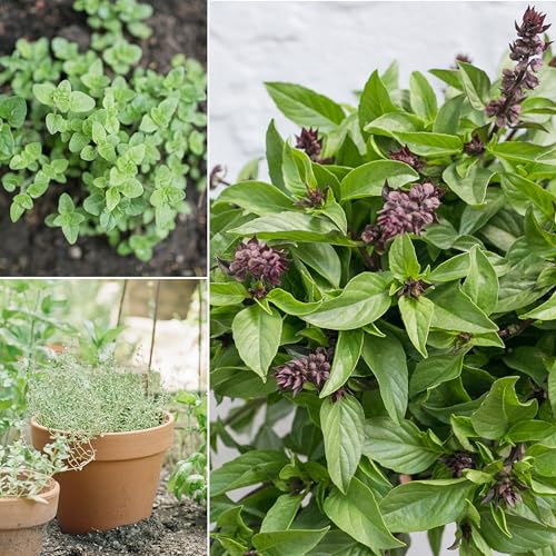 Image of Sereniseed Certified Organic Herb Seeds (20-Pack) - Non GMO, Heirloom - Seed Starting Video - Basil, Cilantro, Oregano, Thyme, Parsley, Lavender, Chives, Sage, Dill Seeds for Indoor & Outdoor Planting