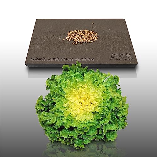 250 graines à semer - Le Grenier d'Abondance - CHICOREE SCAROLE Géante Maraîchère - Cichorium