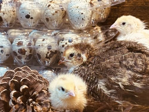 Fresh Quail Eggs in Clear Plastic Container, Farm Fresh, Speckled Natural Pattern, 12 Count