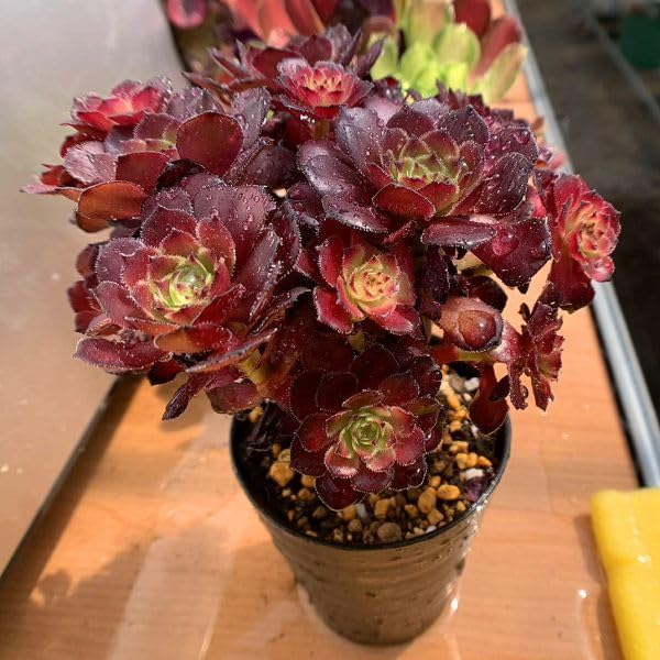 ✨レア✨️ PH-BLACK オリジナルラベル付き ペキヘミアロエ 多肉植物 Amazon.co.jp: 農園直売 多肉植物 寄せ植え アエオニウム属