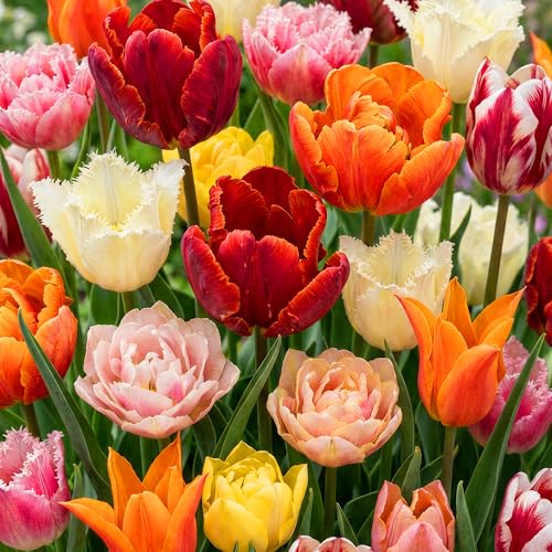 Tulpen Zwiebeln - Gemischtes Set Frühjahrsblüher Gartenblumen (50 Zwiebeln) - Blumenzwiebeln Mix 10/11 - Schnittblumen für Garten & Vase - Winterhart - Herbstpflanzung - Blütezeit April bis Mai