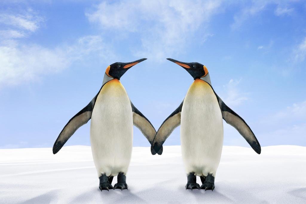 King Penguins Standing Side by Side Wing Touching Photo Photograph Cool Wall Art Print Poster 24x16