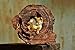 Top Collection Enchanted Story Garden Kitten Napping in Tree Trunk Outdoor Decor