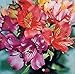 25+ Peruvian Lily Alstroemeria Flower Seeds Mix / Perennial