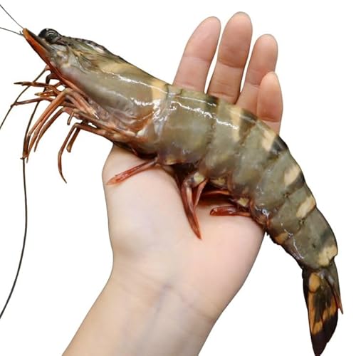 超超特大!天然有頭シータイガー えび 1.5kg 18尾サイズ 特大 ブラックタイガー 殻付き 海老 巨大 エビ 頭 大きい 種類 高級 美味しい 冷凍エビ 冷凍えび 有頭エビ えび冷凍 から付きエビ スリランカ産 超超特大エビフライ 塩焼き バーベキュー