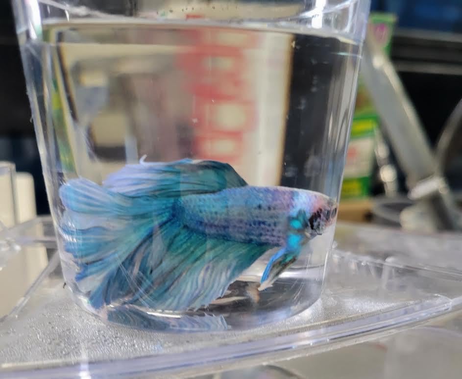 Male Betta Live Fish Halfmoon Peliador