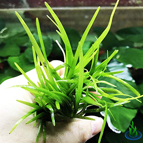 Dwarf Sagittaria Subulata 3-Bunch Freshwater Live Aquarium Plants Carpet Tank Greenpro #TOP3