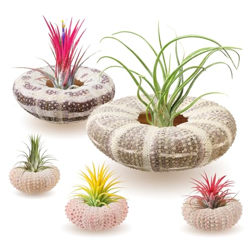 Image of ANPHSIN 5 Pack Mini Sea Urchin Shell Air Plant Holders, 1.4-3.7in, No Plant | Decorative Airplant Pot, Tabletop Air Tillandsia Succulent Display Container for Home Garden Decor Beach Theme Party Favors
