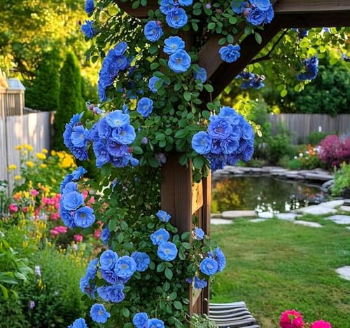 Image of Climbing Rose Hybrid Seeds Pack - Large Flowers- 70 Easy-to-Grow Seeds for Vibrant Blooms, Suitable for All Indian Climates (BLUE)