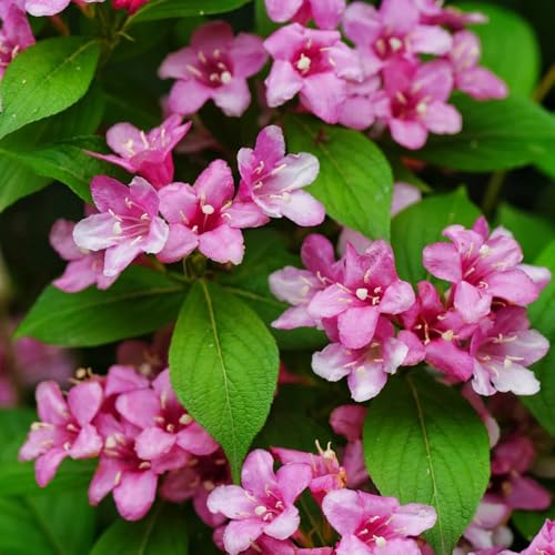 semi resistenti di weigela, primaverile, selvatici weigela selvatici da balcone, arbusti decorativi in vaso resistenti all'esterno 150pcs