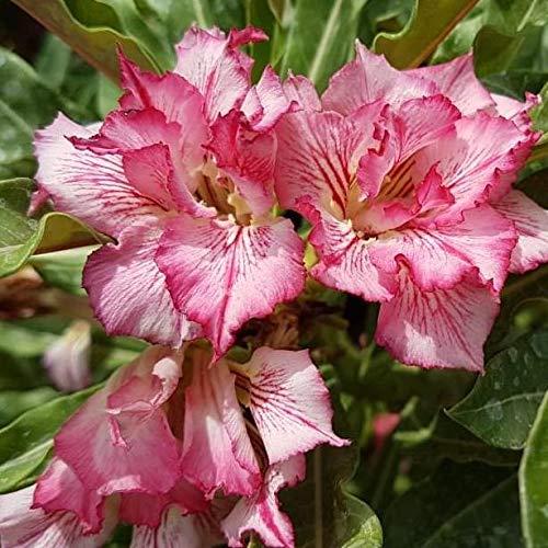 Indian Gardens - Adenium obesum (Grafted Double Petals) - Colour Guaranteed Live Plants with Pot (Code 39) (B08BFZ7YR4) Amazon Price History, Amazon Price Tracker