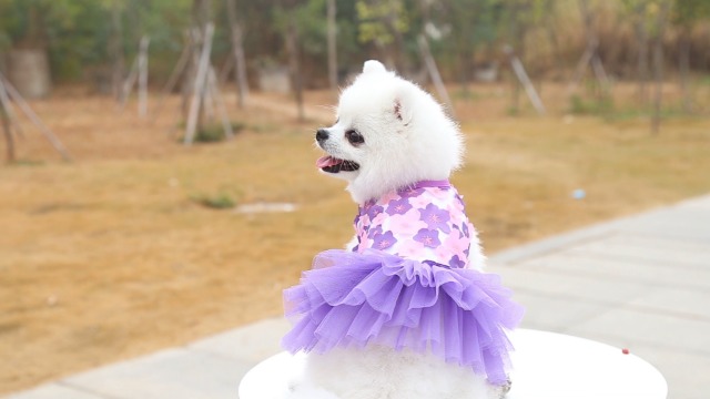 QingLuo Sweet Puppy Dog Princess Dress Pink Purple Bow Lace Tutu Skirt Doggie Dress for Dog Cat (Large, Purple) - Image 7