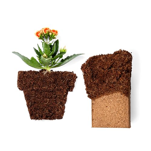 Pack Fertilizante Coco Bliss y Kelp Bliss Orgánico miniatura 7