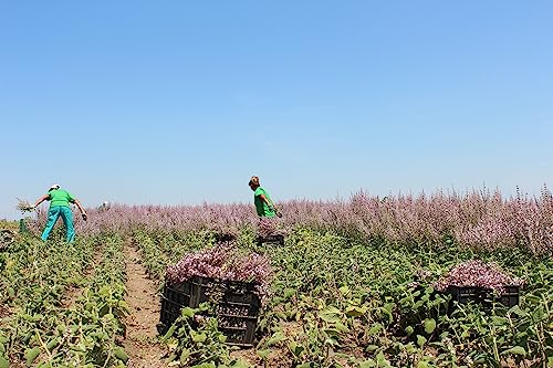 Essences Bulgaria Organic Clary Sage Floral Water 4.7 Fl Oz | 140Ml | 100% Natural, Spray For Face, Body, Hair, Anti-Age Refreshing Beauty Mist | Makeup Remover | Alcohol-Free | Hydrating | Vegan #TOP5