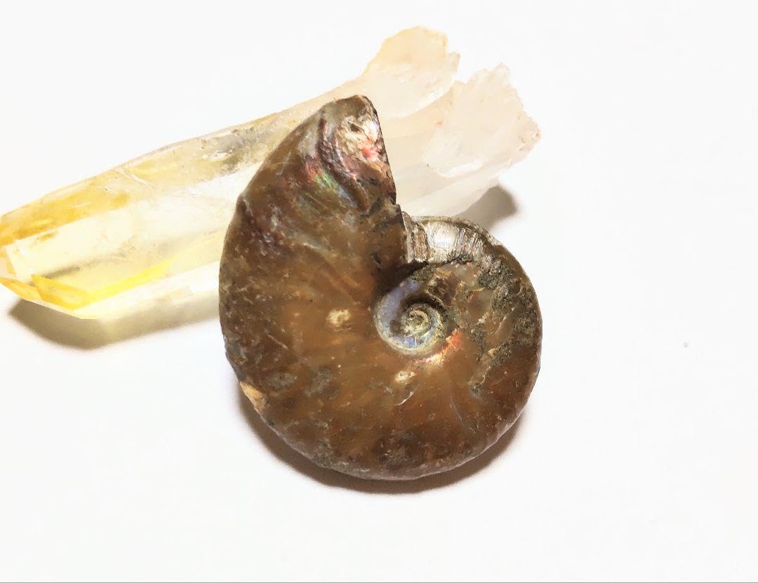 Amazon.co.jp: レインボーアンモナイト化石 : Clothing, Shoes & Jewelry