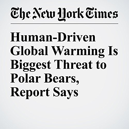 Human-Driven Global Warming Is Biggest Threat to Polar Bears, Report Says cover art
