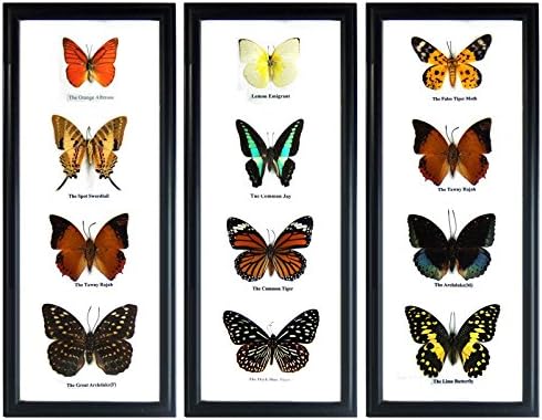 Set 3 x 4 Real Butterfly Display Taxidermy in Vertical Frame for Collectible Gift
