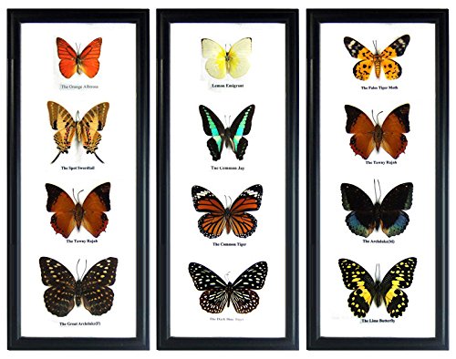 Thai Productz Set 3 x 4 Real Butterfly Display Taxidermy in Vertical Frame for Collectible Gift