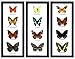 Thai Productz Set 3 x 4 Real Butterfly Display Taxidermy in Vertical Frame for Collectible Gift