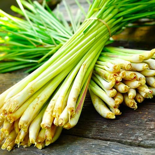 TomorrowSeeds - West Indian Lemongrass Seeds - 1500+ Count - For 2026 Planting Citronella Landscaping Therapeutic Medicinal Mosquito And Fly Repellent Lemon Grass Grow Your Own Home Farm Patio Healthy