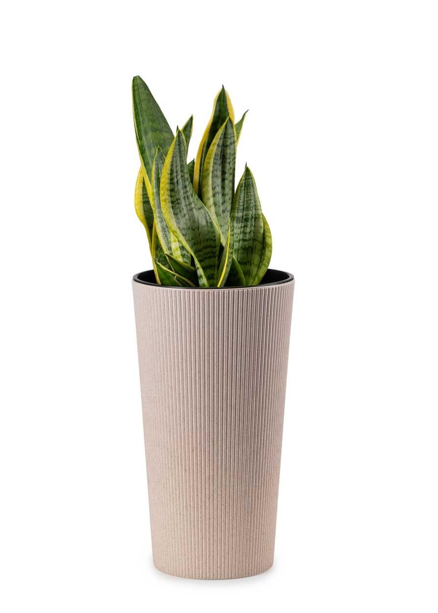 Lot de 2 grands pots de fleurs avec insert pour jardinière, beige, en plastique, pour décoration de salon ou de jardin | Lot de 2 cache-pots (30 x H57 cm et 25 x H46 cm)