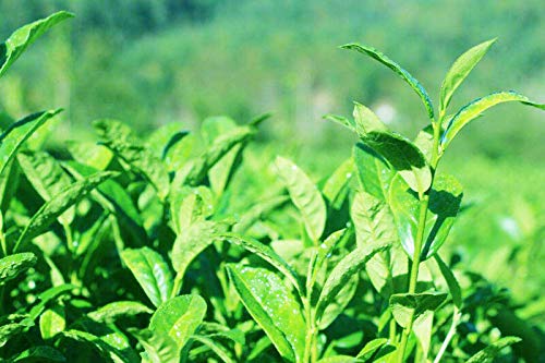 chino de alta calidad Té negro de Oolong Té natural fresco Té de alto costo rentable 125g (0.28LB) Té de adelgazamiento Té de Tikuanyin Té negro Té de comida verde Té rojo Tikuanyin oolong - Imagen 6