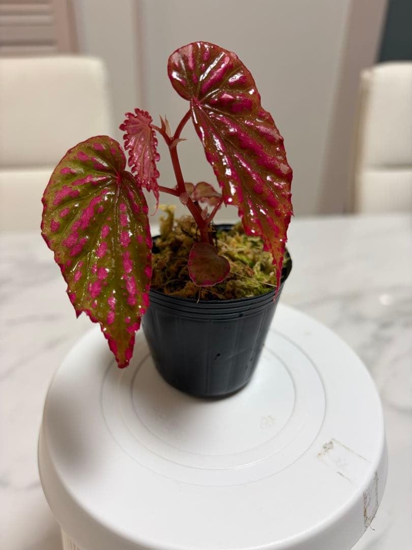 Amazon.co.jp: 原種ベゴニア ネグロセンシス : DIY・工具・ガーデン
