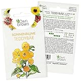 Sonnenblumen Samen Teddybär (Helianthus annuus): Premium Sonnenblumen Saatgut für Sonnenblume Mini Sorte - Sonnenblume Saat zur Anzucht von ca 30 Pflanzen, Insektenfreundliche Blumensamen von OwnGrown