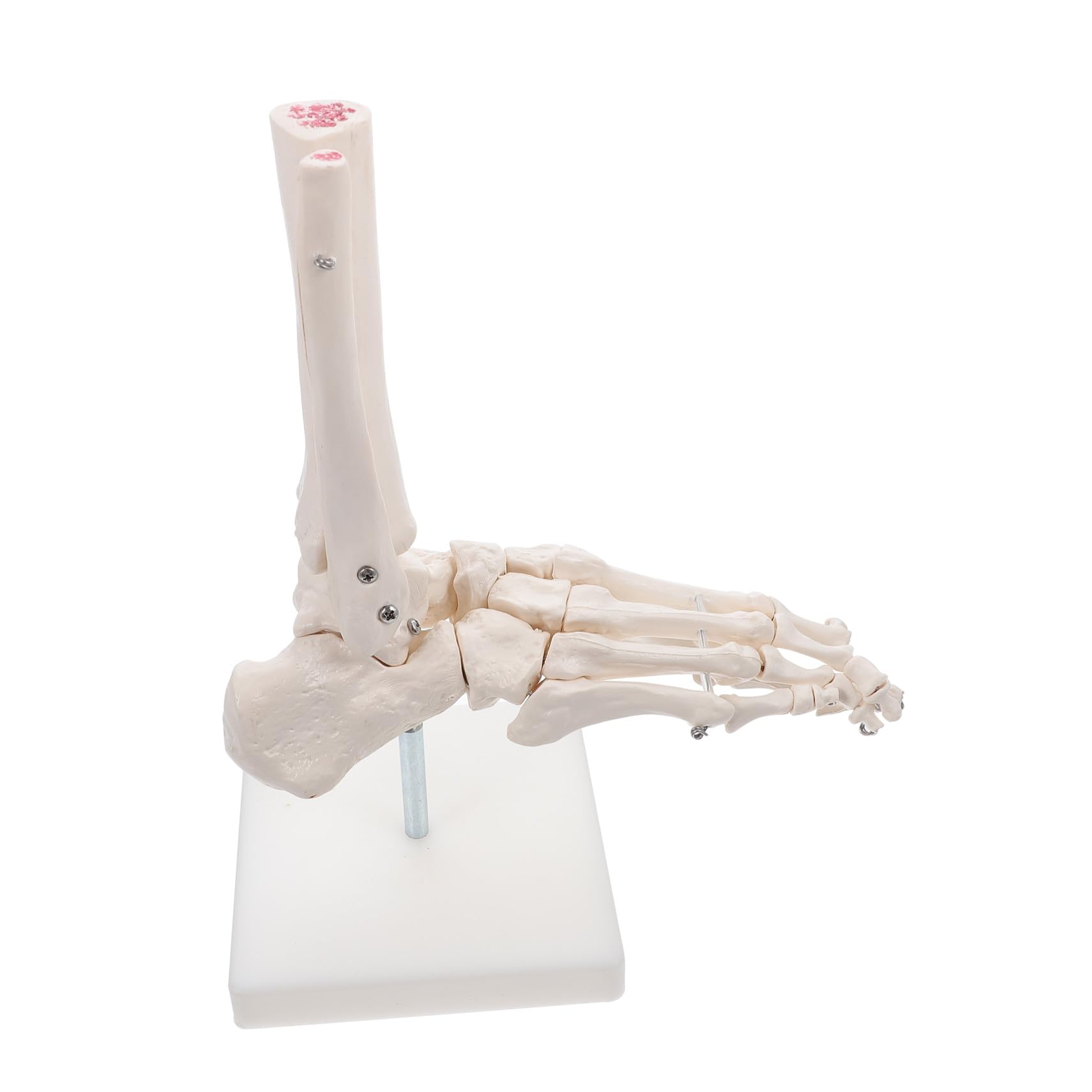 Lebensechtes mit Drahtmontage und Ständer Anatomisches Pvc Fußgelenkmodell in Originalgröße für Einsatz im Gesundheitsunterricht und Schulen