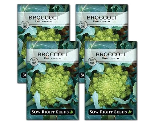 Sow Right Seeds - Romanesco Broccoli Seeds for Planting - Non-GMO Heirloom Packet with Instructions to Plant an Outdoor Home Vegetable Garden - Great for Salads - Abundant Harvest - Cold Hardy (4)