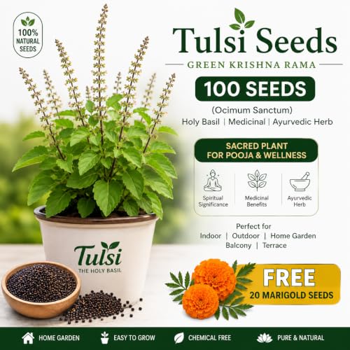 Image of Tulsi Seeds 100 Seeds + Free 20 Marigold Seeds | Green Krishna Rama Holy Basil (Ocimum Sanctum) Medicinal Ayurvedic Herb Seeds | Sacred Pooja Plant Seeds for Indoor Outdoor Home Garden Balcony Terrace