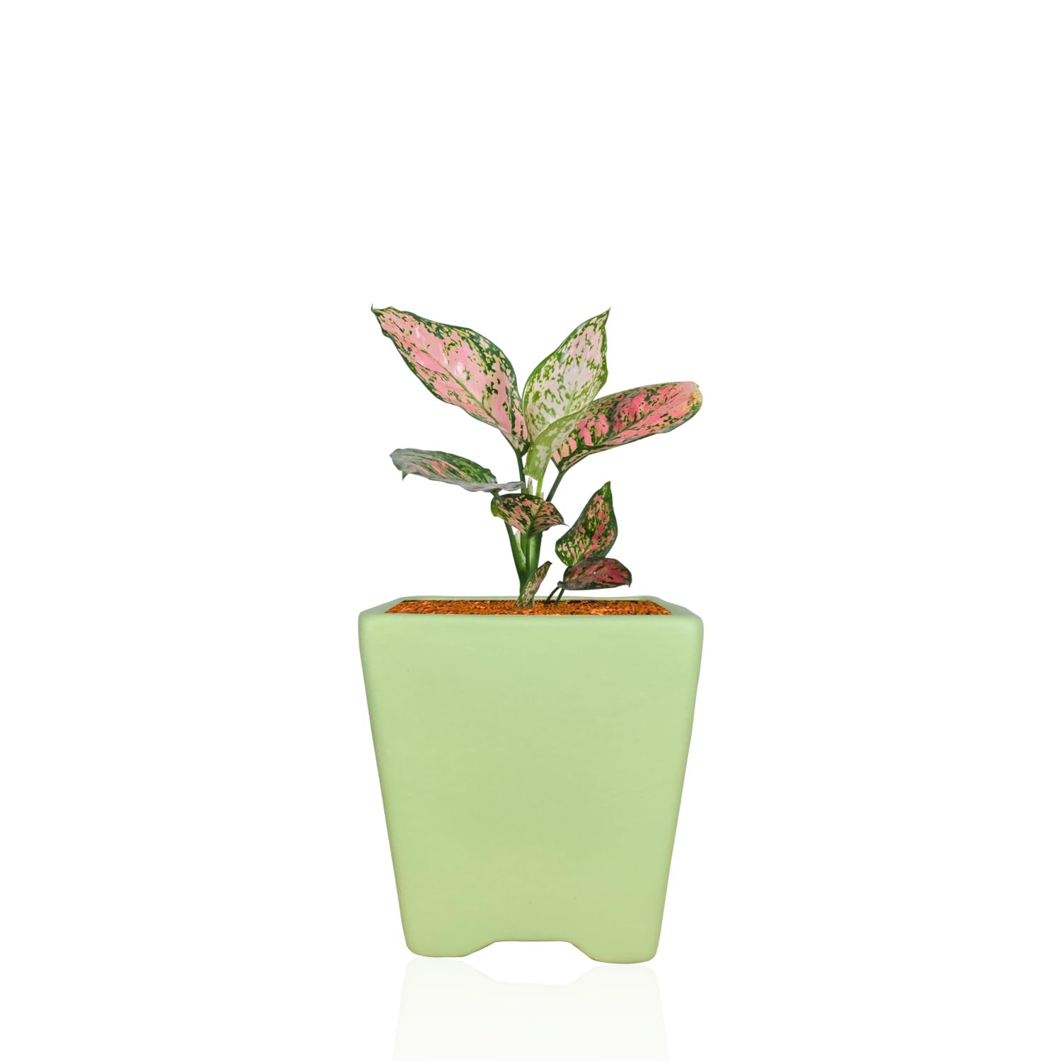 Lasaki Mini Mint Ceramic Pots - Indoor Outdoor Planters -1