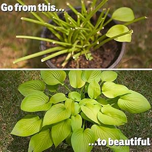 I must garden deer repellent concentrate  32oz mint scent deer spray for plants  natural ingredients  makes 2 5 gallons  covers 10000 sq ft   cucciolini doodles