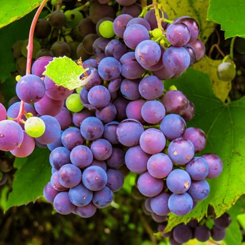 Catawba Bare Root Grape Vine - A Classic American Grape - 1-Year Old Plant with a Free Vine Support Included from Hand Picked Nursery (2)