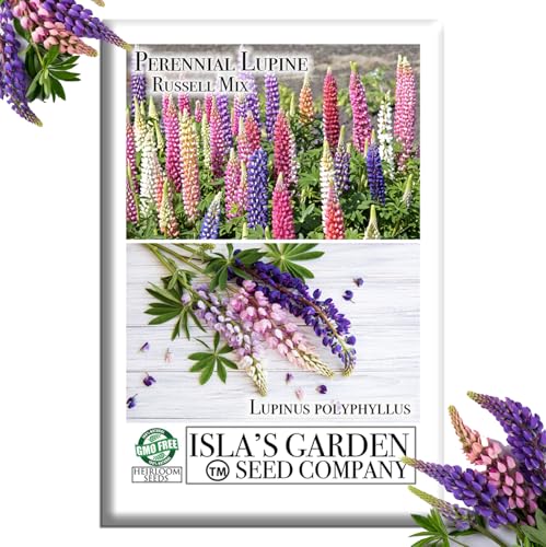 Russell Mix Lupine Flower Seeds (Lupinus perennis) – 150+ Non-GMO & Heirloom Seeds by Isla’s Garden Seeds, Vibrant Perennial Blooms for Pollinator Gardens & Cottage Borders, Great Gardening Gift