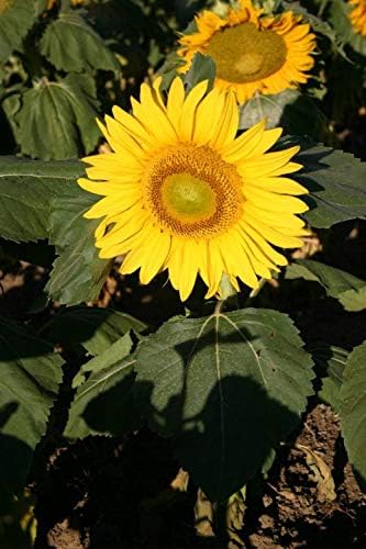 Miniatura 5 de Semillas de girasol de manchas solares enanas (Helianthus annuus)  Más de 25 semillas de reliquia sin OMG de Isla's Garden Seeds, flores compactas y