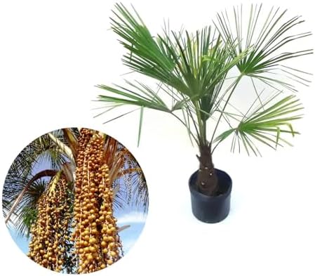 Muda de Palmeira Buriti 20 a 40cm AMK - Plantas Online