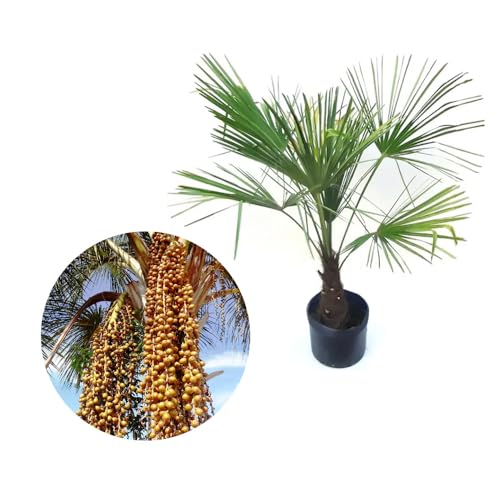 Genérico, Muda de Palmeira Buriti 20 a 40cm AMK - Plantas Online