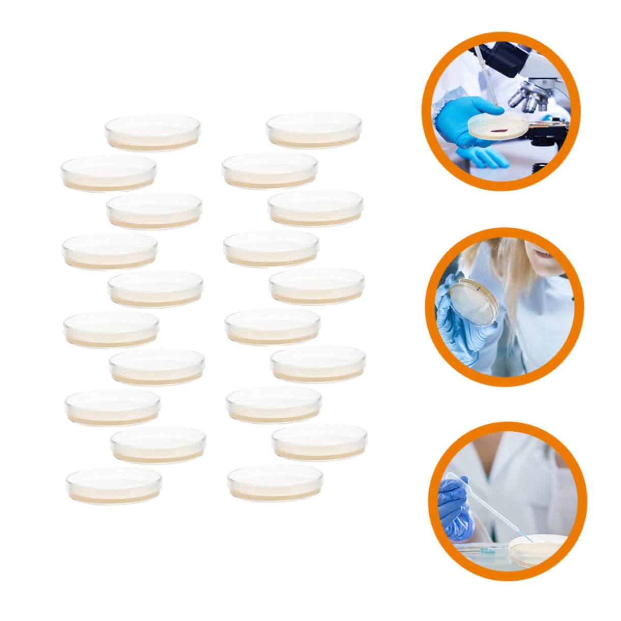 20 Piezas placa agar nutritivo placas petri placas petri proyectos tejido champiñón flechas Experimentar placas agar para laboratorio. placa petri prevertida con agar piso