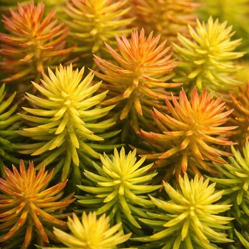 Classy Groundcovers, Sedum rupestre 'Angelina', S. reflexum, S. pinifolium, Petrosedum