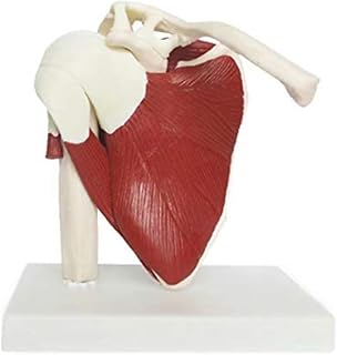 Life Size Shoulder Joint Model, Human Shoulder Joint with Muscle Anatomy Model with Ligament Muscle Skeleton Clavicle Humerus
