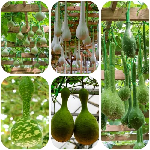 semillas de calabaza de botella - jardín interior perennes resistentes 200pcs