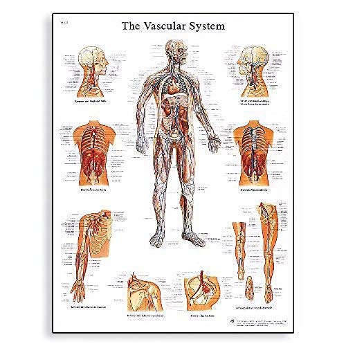 3B Scientific VR1353UU Anatomia Umana - La Tabella del Sistema Vascolare, Versione Cartacea