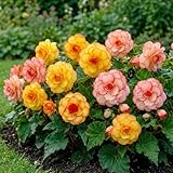 Begonia Picotee Collection - 5 Bulbes de Fleurs à Planter Exterieur - Plante Exterieur Jardin - Naturelle Plantes de Hollande (pas de graines, non artificielle)