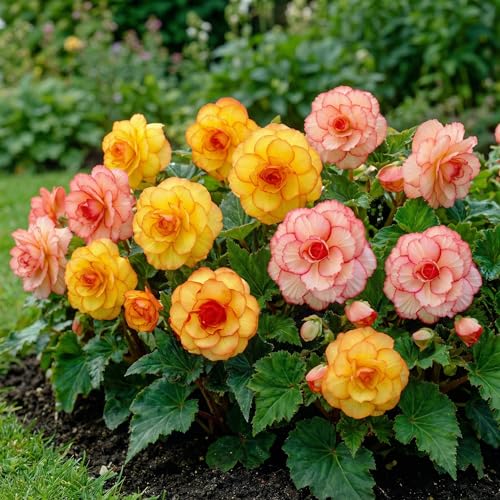 Begonie Picotee - Kollektion - Blumenzwiebeln Mehrjährig - 5 Zwiebeln - Echte Pflanzen aus Holland - für Garten und Topf (nicht Winterhart, große Knollen, kein Samen und nicht künstlich)