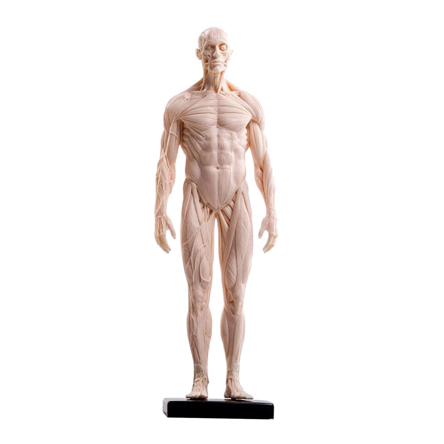 Model anatomii człowieka 30 cm, biała figura mięśni i szkieletu do badań artystycznych 3 szt