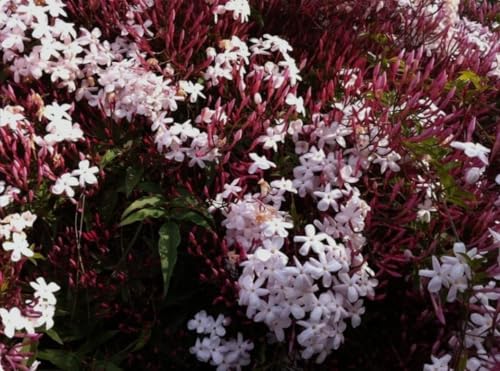 Image of live plants (JASMINE)